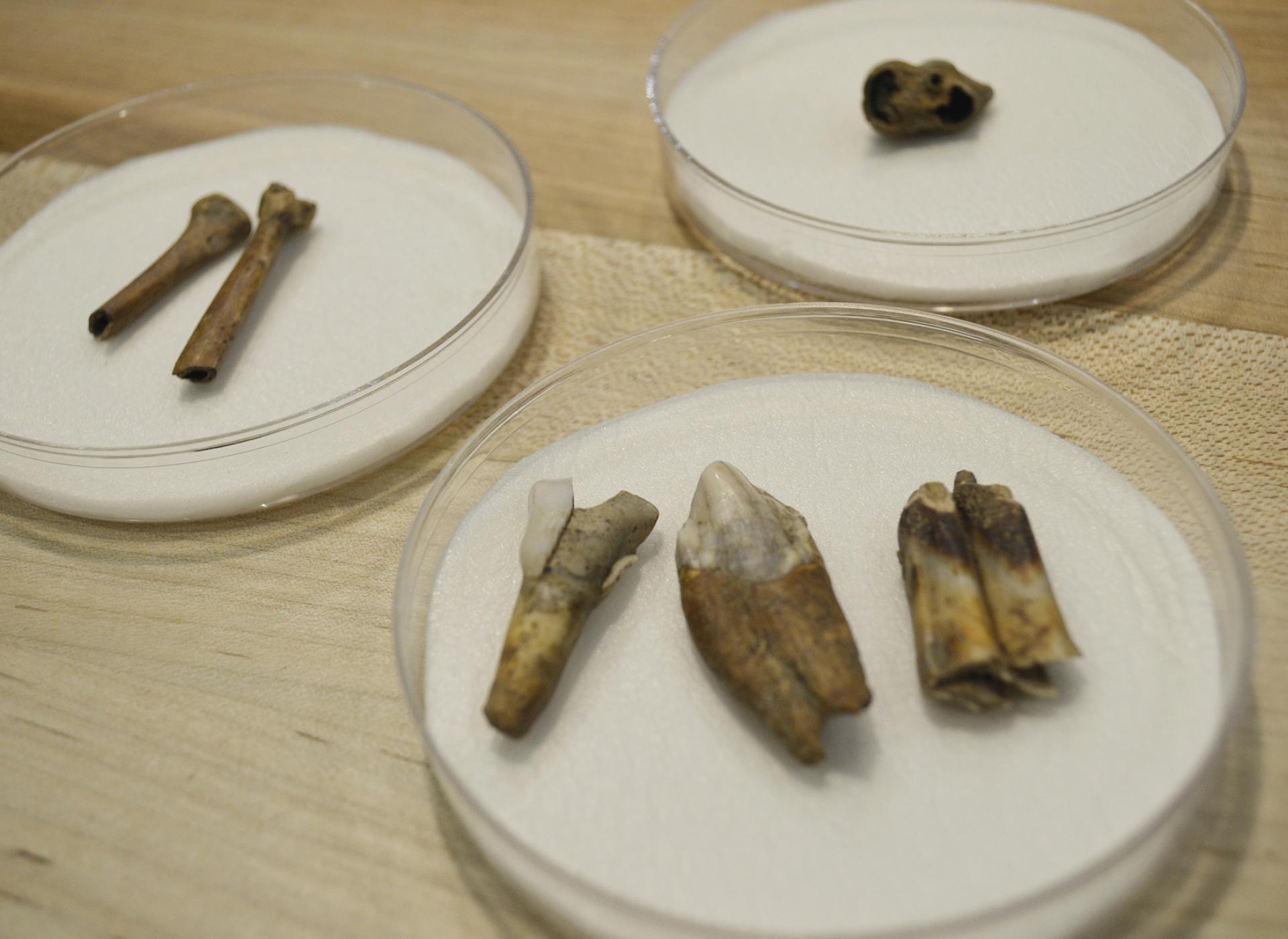 Archaeological Sites